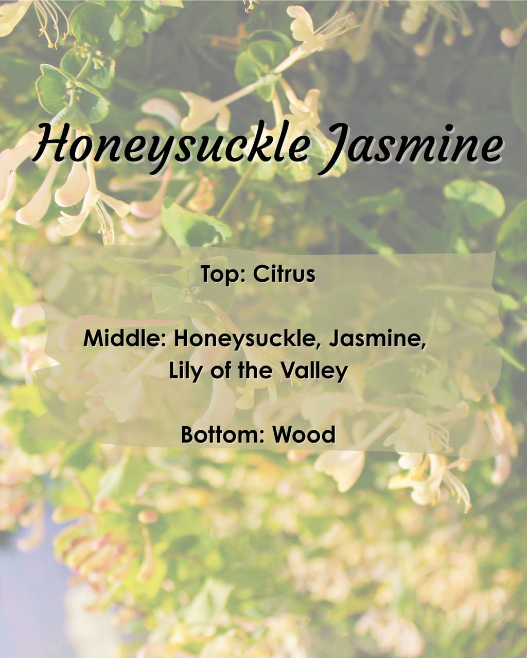 Honeysuckle Jasmine